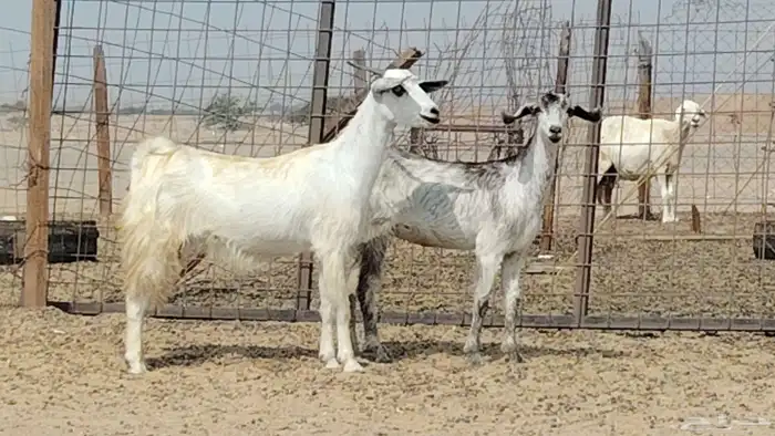 معزه للبيع 2 8