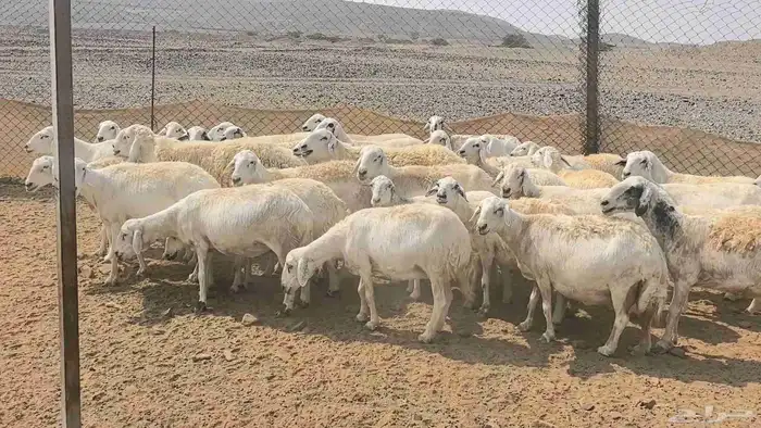 35 ضان حريات دفيع ومضاريع 26