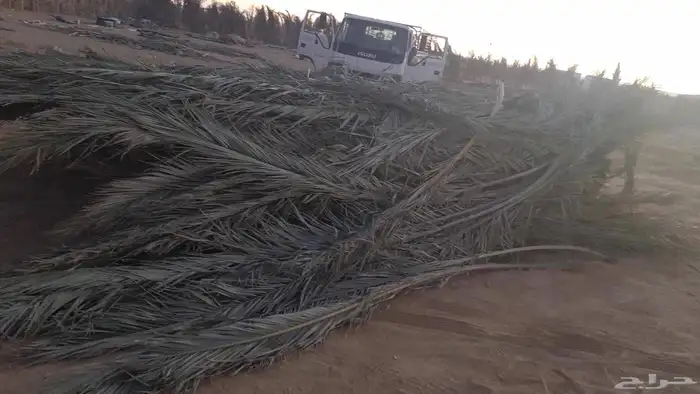 سعف النخيل أخضر مره 3