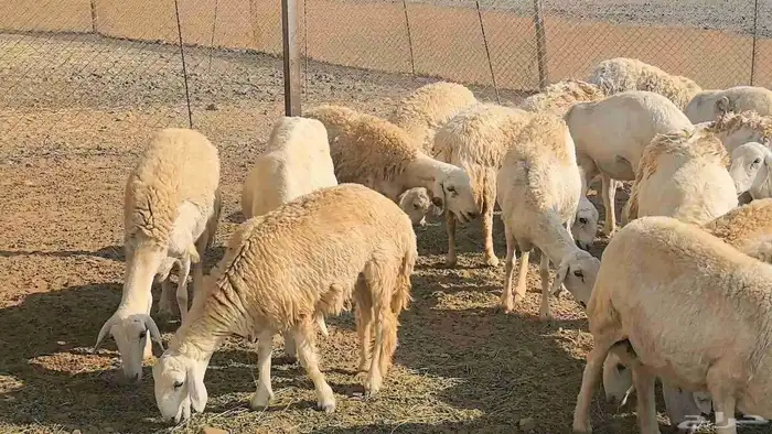 50 ضان حريت حرش منوة القناي 3