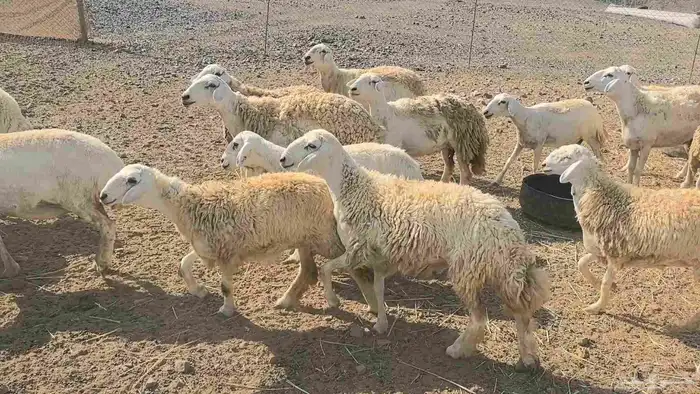 50 ضان حريت حرش منوة القناي 5