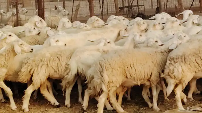 غنم حريه مراح 78رأس دفيع ومضاريع ضان طيبه بالحيل 8