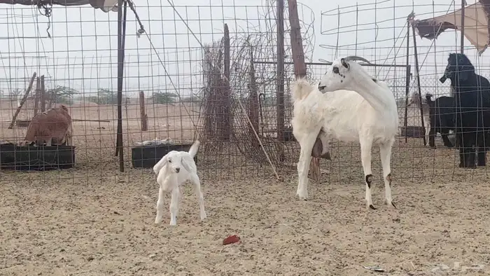 عنز خلفه تحتها تيس 4