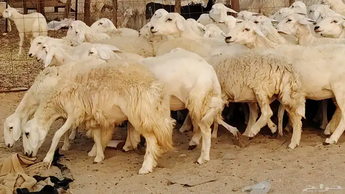 غنم حريه مراح 78رأس دفيع ومضاريع ضان طيبه بالحيل 7
