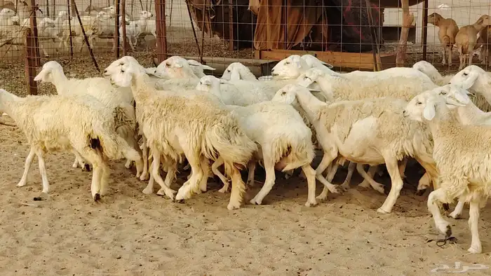 غنم حريه مراح 78رأس دفيع ومضاريع ضان طيبه بالحيل 1