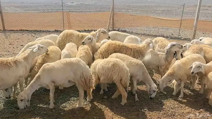 35 ضان حريات دفيع ومضاريع 4