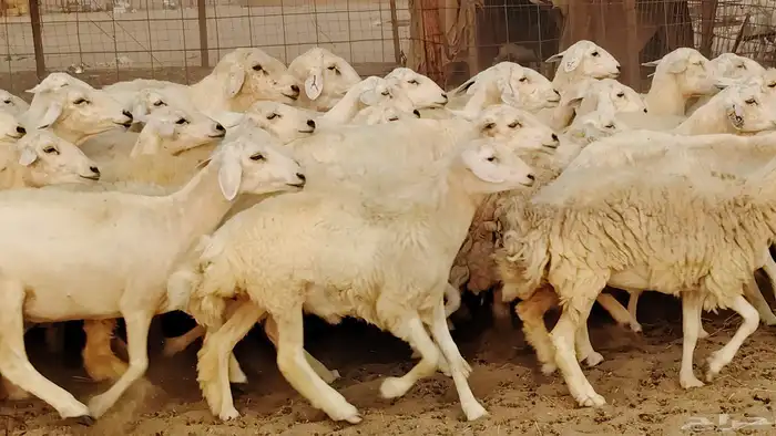غنم حريه مراح 78رأس دفيع ومضاريع ضان طيبه بالحيل 14