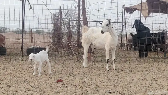 عنز خلفه تحتها تيس 8