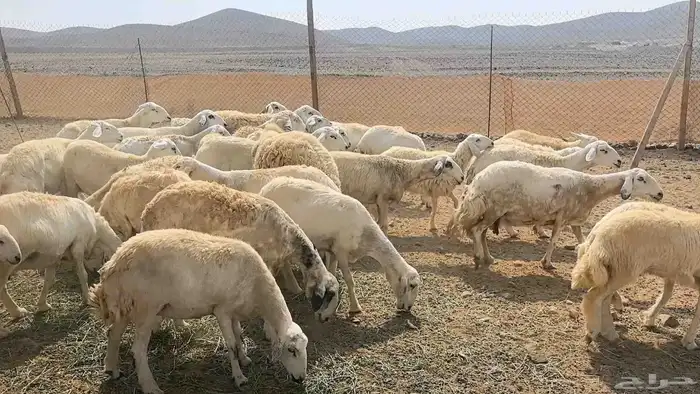 35 ضان حريات دفيع ومضاريع 8