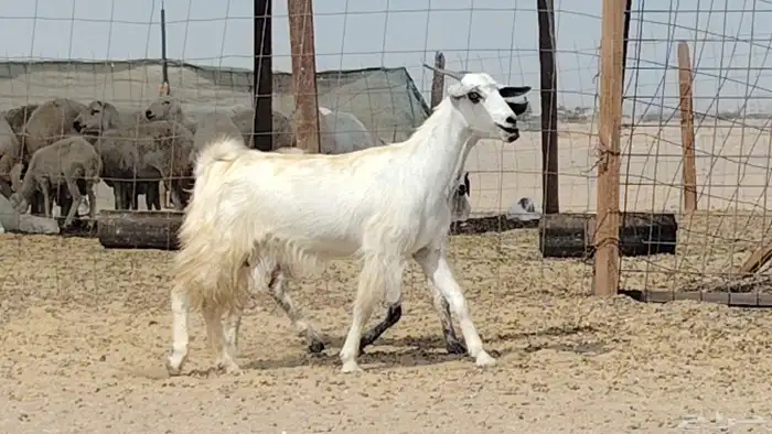 معزه للبيع 2 4