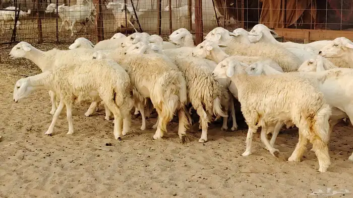 غنم حريه مراح 78رأس دفيع ومضاريع ضان طيبه بالحيل 16