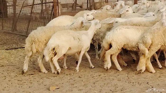 غنم حريه مراح 78رأس دفيع ومضاريع ضان طيبه بالحيل 20