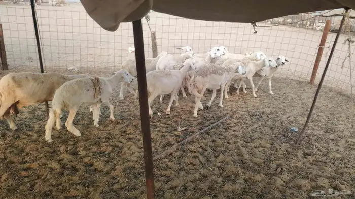 غنم حريات طيبه العدد 15 تحتها واحد 0