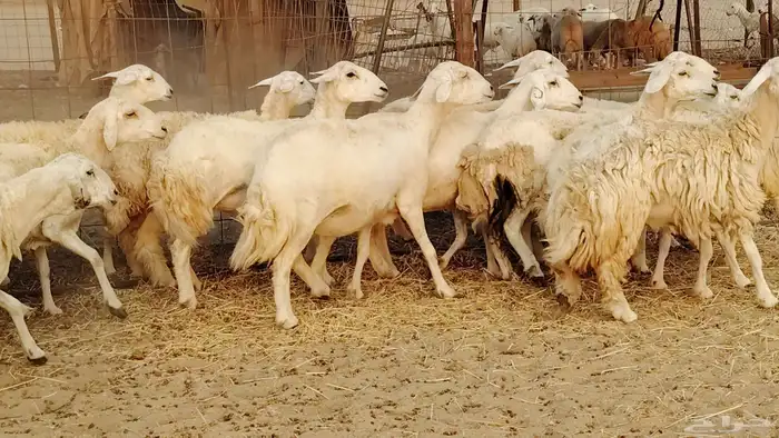 غنم حريه مراح 78رأس دفيع ومضاريع ضان طيبه بالحيل 21
