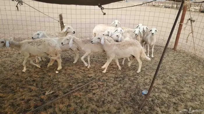 غنم حريات طيبه العدد 15 تحتها واحد 5