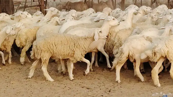 غنم حريه مراح 78رأس دفيع ومضاريع ضان طيبه بالحيل 6