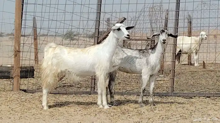 معزه للبيع 2 7