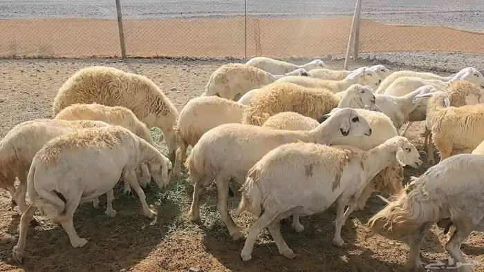 35 ضان حريات دفيع ومضاريع 3