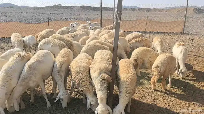 50 ضان حريت حرش منوة القناي 11