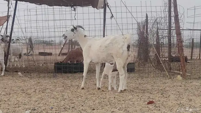 عنز خلفه تحتها تيس 0