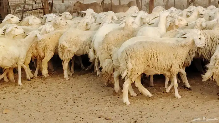 غنم حريه مراح 78رأس دفيع ومضاريع ضان طيبه بالحيل 5