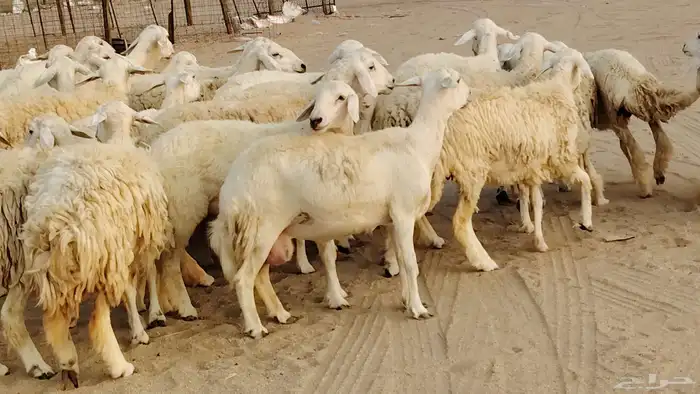 غنم حريه مراح 78رأس دفيع ومضاريع ضان طيبه بالحيل 0