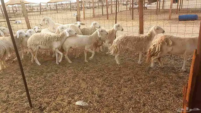 أعرض لكم غنم رخال ماشاء الله العدد 13بي الفحل طيبه كلها تناي 6