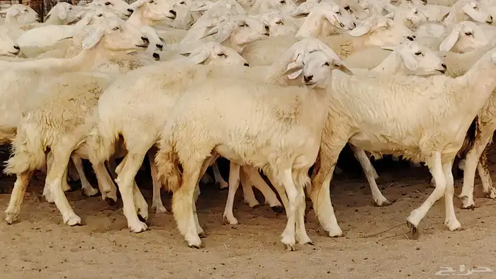 غنم حريه مراح 78رأس دفيع ومضاريع ضان طيبه بالحيل 3
