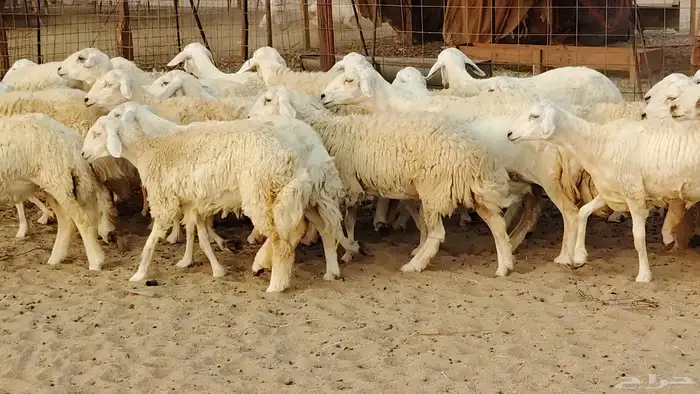 غنم حريه مراح 78رأس دفيع ومضاريع ضان طيبه بالحيل 24