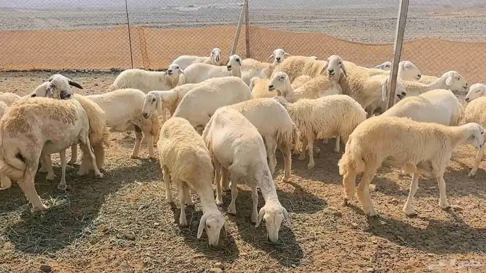 35 ضان حريات دفيع ومضاريع 14