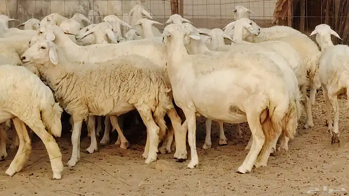 غنم حريه مراح 78رأس دفيع ومضاريع ضان طيبه بالحيل 27
