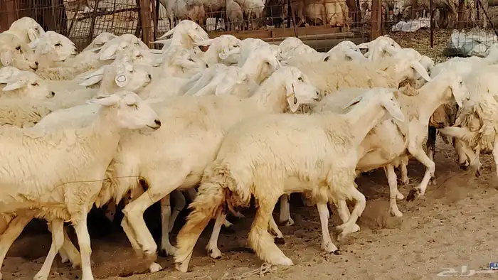 غنم حريه مراح 78رأس دفيع ومضاريع ضان طيبه بالحيل 4