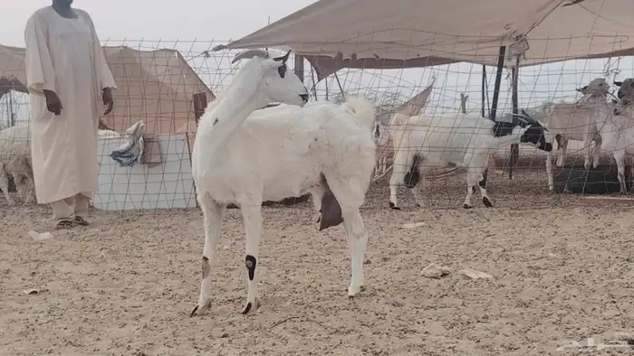 عنز خلفه تحتها تيس 7