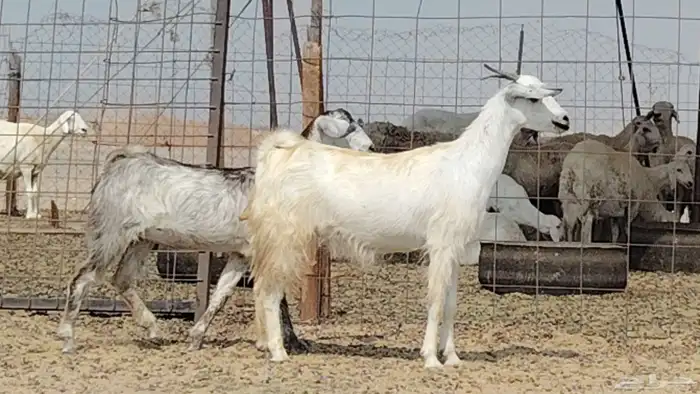 معزه للبيع 2 2