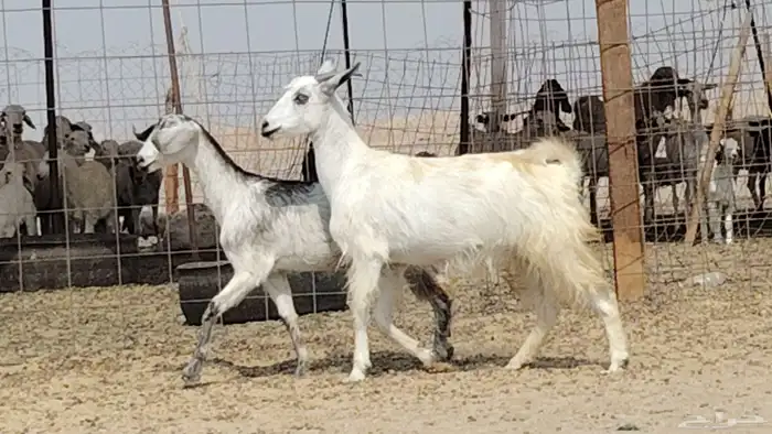 معزه للبيع 2 0