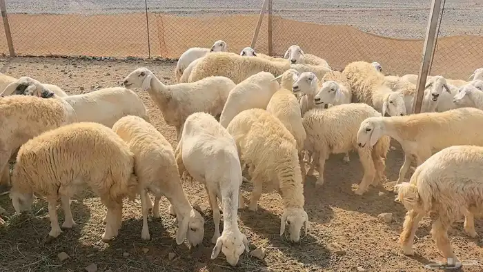 35 ضان حريات دفيع ومضاريع 13