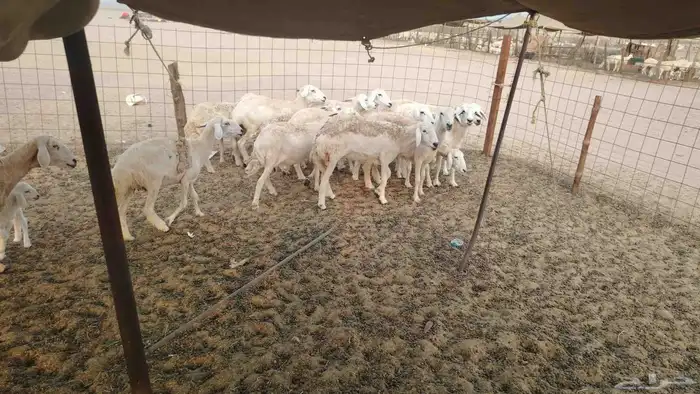 غنم حريات طيبه العدد 15 تحتها واحد 1