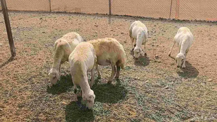 35 ضان حريات دفيع ومضاريع 17