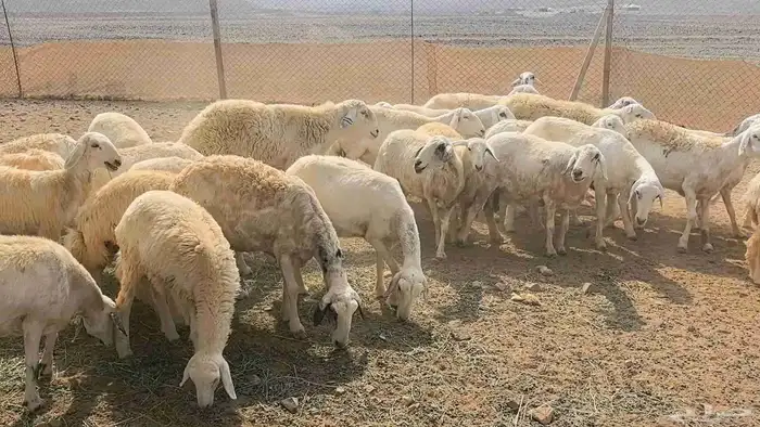 35 ضان حريات دفيع ومضاريع 11