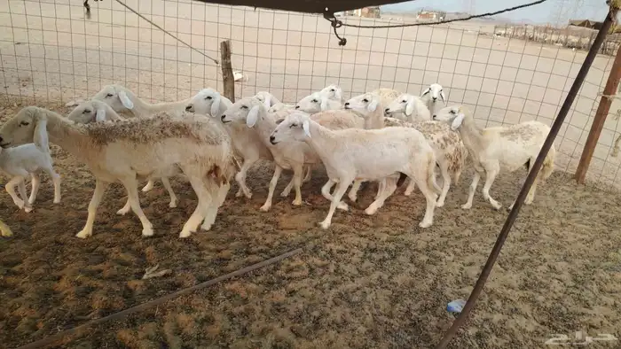 غنم حريات طيبه العدد 15 تحتها واحد 2