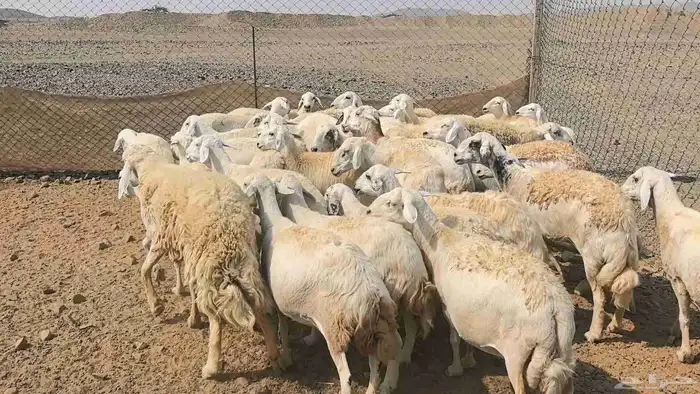 35 ضان حريات دفيع ومضاريع 20