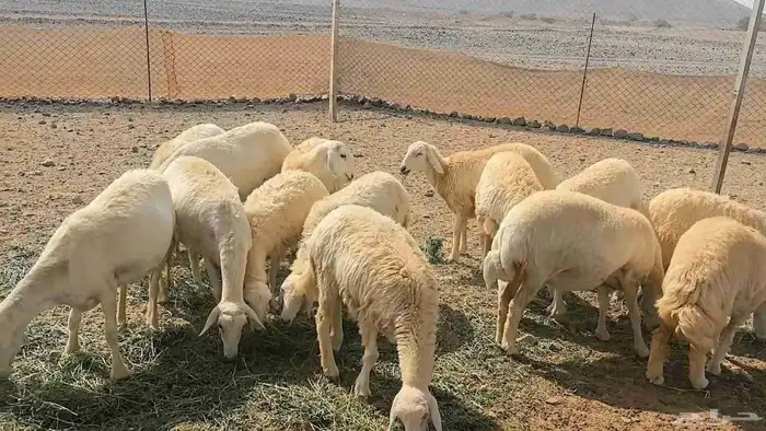 35 ضان حريات دفيع ومضاريع 1