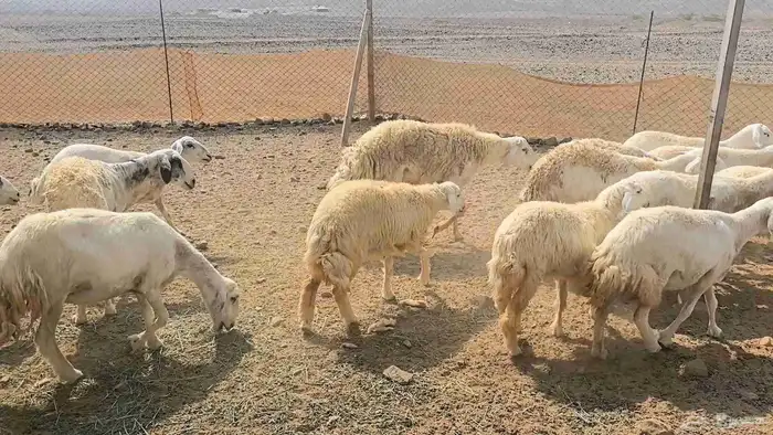 35 ضان حريات دفيع ومضاريع 16