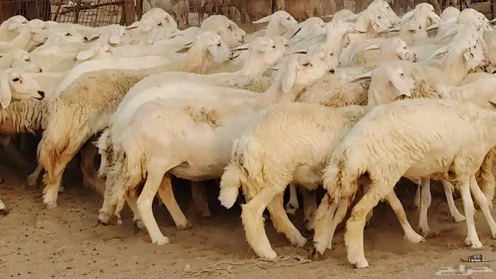 غنم حريه مراح 78رأس دفيع ومضاريع ضان طيبه بالحيل 37