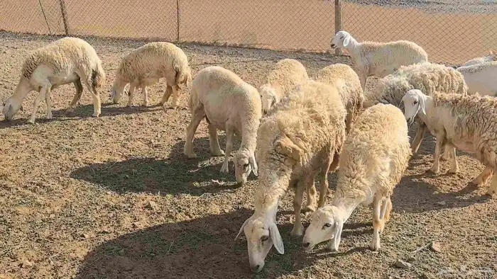 50 ضان حريت حرش منوة القناي 12