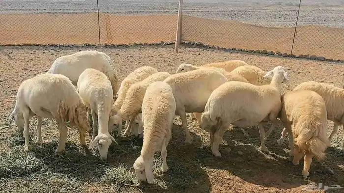 35 ضان حريات دفيع ومضاريع 0