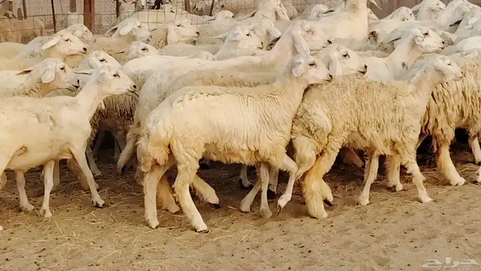 غنم حريه مراح 78رأس دفيع ومضاريع ضان طيبه بالحيل 13