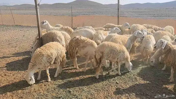 50 ضان حريت حرش منوة القناي 8