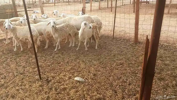 أعرض لكم غنم رخال ماشاء الله العدد 13بي الفحل طيبه كلها تناي 7