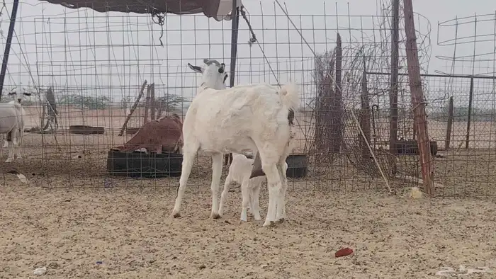 عنز خلفه تحتها تيس 1